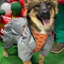 Тимоха в поисках дома и друзей, в г.Химки