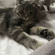 Отдам бесплатно кошечку 8 месяцев, в Новосибирске