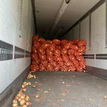 Лук репчатый, в Калининграде