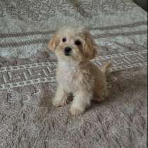Maltipoo F - 1. Girl. Micro - mini size, в г.Гамбург