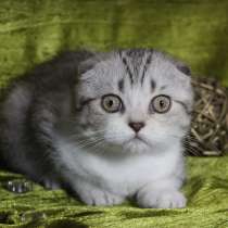 Шотландские котята, в Москве