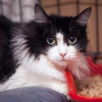 Ласковая Марта ждет ласкового хозяина, в Москве