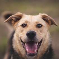 Чудесный пёс Дэнвер в добрые руки, в Москве