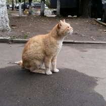Отдается кот Рыжик, в Москве