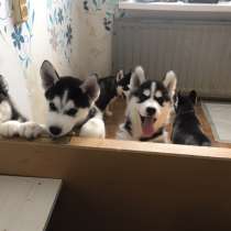 Щенки хаски, в Санкт-Петербурге