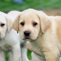 Лабрадор Орел, в Орле