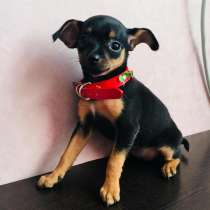 Той терьер Анапа, в Анапе