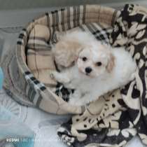 Продам щенка Бишон Фризе, в Новосибирске