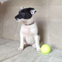 ЩЕНОК в добрые руки, девочка 1,5 месяца, в Москве