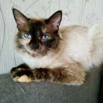 Невская красавица Сильва мечтает обрести дом, в Москве