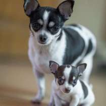 Чихуахуа Геленджике, в Геленджике