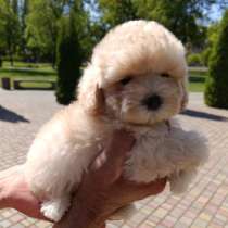 Mini maltipoo F - 1. Boy, в г.Дюссельдорф