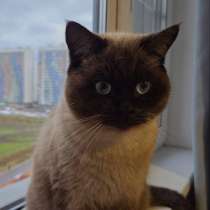 Британский котенок, в Санкт-Петербурге