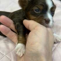 Йоркширский терьер цветной, в Сургуте