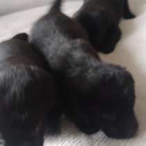 Щенята лабрадора, в Касимове