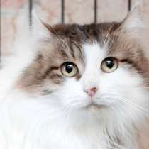 Сибирская пушистая кошка Анфиса в дар, в Москве
