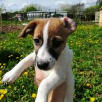 Щенки Джек рассел терьера, в Москве