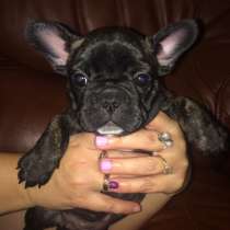 Щенки французского бульдога, в Ростове-на-Дону