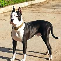 Пропал друг!!!!!, в г.Кишинёв