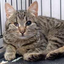 У Черутти не 9 жизней, в Москве