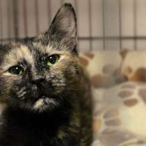 Спокойная Эллисон надеется найти заботливого друга, в Москве