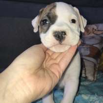 Американский стаффордширский терьер, в г.Минск