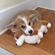 Корги Геленджике, в Геленджике