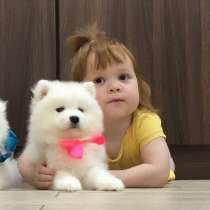 Мишутки Щеночки самоедской лайки), в Нижнекамске