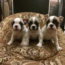 Потрясающие щенки французского бульдога, в Москве