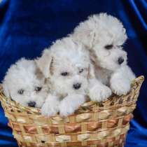 Бишон фризе Пензе, в Пензе