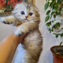 Шотландские котята, в Краснодаре