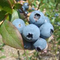 Саженцы голубики из собственного питомника10-15см, оптом, в г.Москва