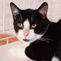 Яркая личность котик Кузя ищет дом, в Москве