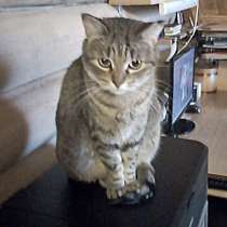 Ласкуша Блоша, добрая,нежная полосатая кошечка в добрые руки, в Москве