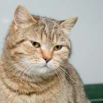 Кошечка-красавица Кашарель, в Москве