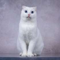 Белая голубоглазая вислоухая кошка Поэзия в дар, в Москве