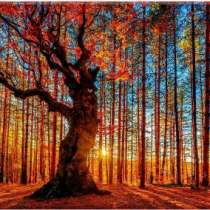 Картины и постеры для дома Магазин-Картин, в Тольятти