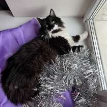 Скромный котик Гарри ищет семью!, в Москве