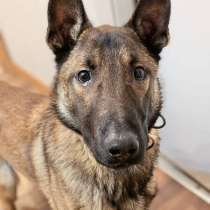 Красавчик Анзор ищет дом, в Москве