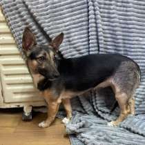 Маленькая добрая собачка, метис таксы, в г.Санкт-Петербург