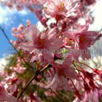 Сакура (вишня японская декоративная) в горшках для посадки, в Москве