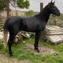 Цена 550 порода англакабарлинец, в Москве