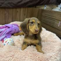 Миниатюрная длинношерстная такса, в г.Ереван