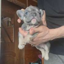 Щенки французского бульдога, в Лобне