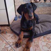 Щенки добермана, в Самаре