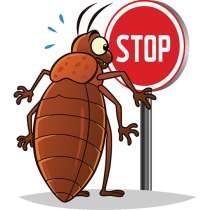 Уничтожение тараканов, в Москве