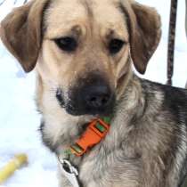 Умница Бьянка срочно ищет дом!, в Москве