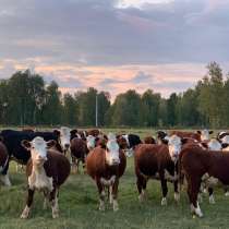Коровы, нетели, телки породы Казахская Белоголовая, в Казани