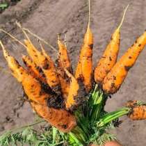 Лучшие сорта моркови мелким и крупным оптом в Барнауле, в Барнауле