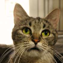 Ласковая Кассиопея верит, что скоро станет любимицей, в Москве